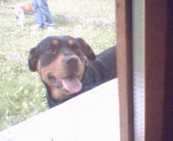 mon chien minionne ptdr
