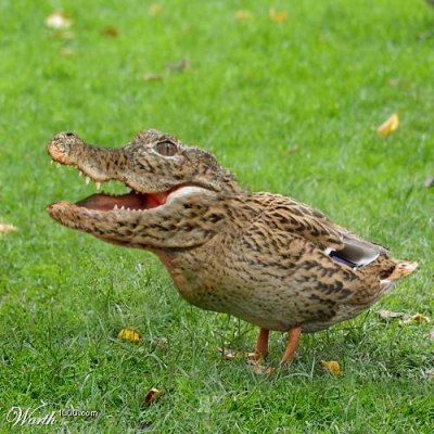 un canard en tete de crocodile!ptdr