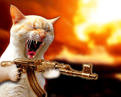 sa ses mon chat encore mdr