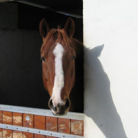 mon cheval dans son box