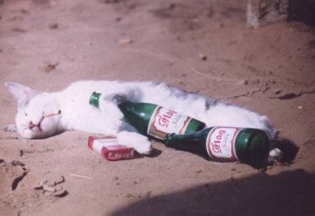 mon 3éme chat lol