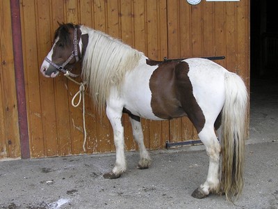 il et trop beau se ponet 