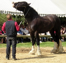 il et trop grand se cheval lol