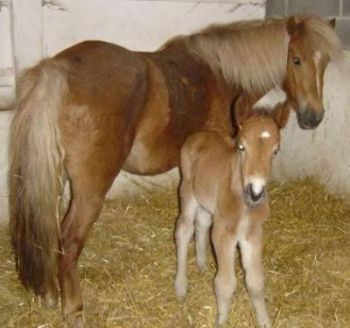 la mere et le poulin lol